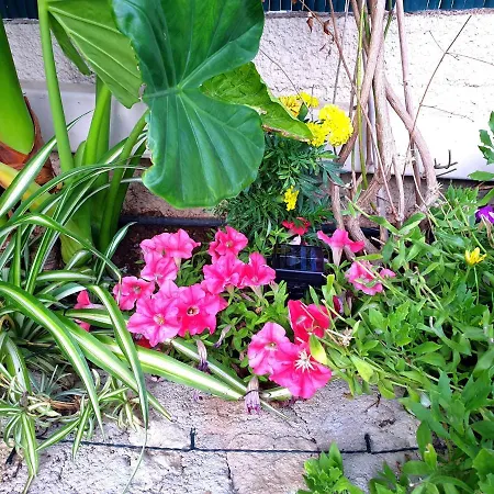 Casa vacanze Aloe House