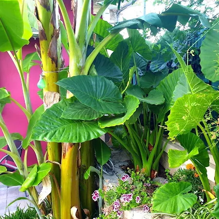 Aloe House * Lakíthra