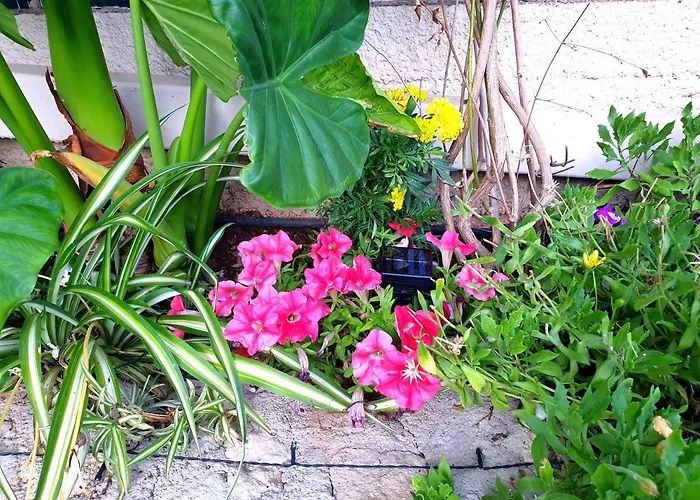 度假居 Aloe House