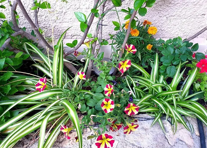 Aloe House Lakíthra